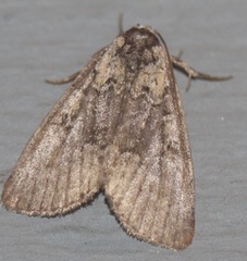 Leuconycta lepidula