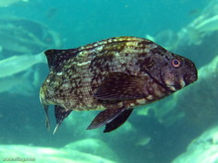 Aplodactylus lophodon