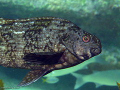 Aplodactylus lophodon