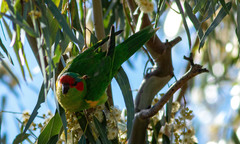 Glossopsitta concinna
