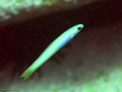 Ptereleotris monoptera