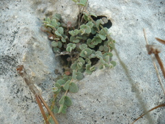 Euphorbia deltoidea serpyllum