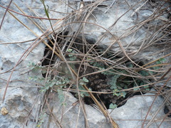 Euphorbia deltoidea serpyllum