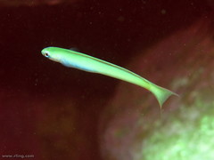 Ptereleotris monoptera