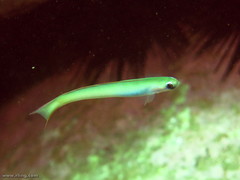 Ptereleotris monoptera