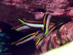 Trachinops taeniatus