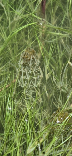 Chara hornemannii observed 2026-01-08
