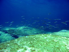 Ptereleotris microlepis