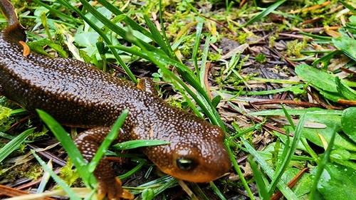 Rough-skinned Newt observed by ginafarr