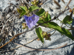 Jacquemontia pentanthos