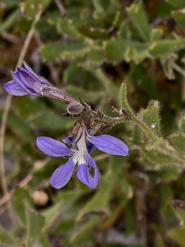 Scaevola glandulifera, 2025-12-26