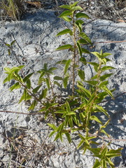 Jacquemontia pentanthos