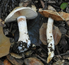 Cortinarius albofragrans