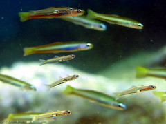 Ptereleotris microlepis