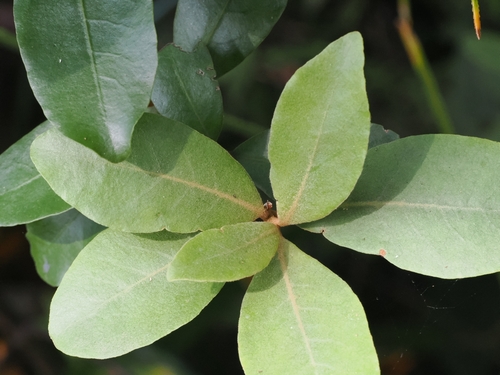 Pittosporum ellipticum, photograph 6