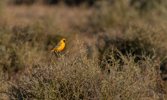 Epthianura aurifrons