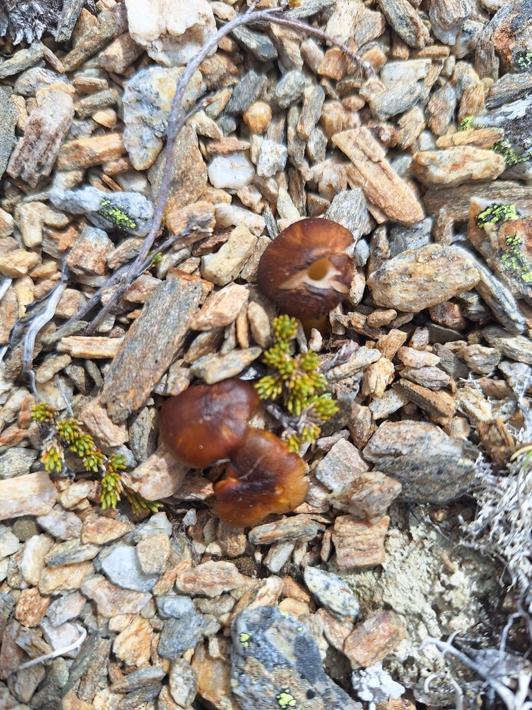 Hygrocybe fuliginata · January 2026 · photo: © heidimeudt (iNaturalist, cc-by)