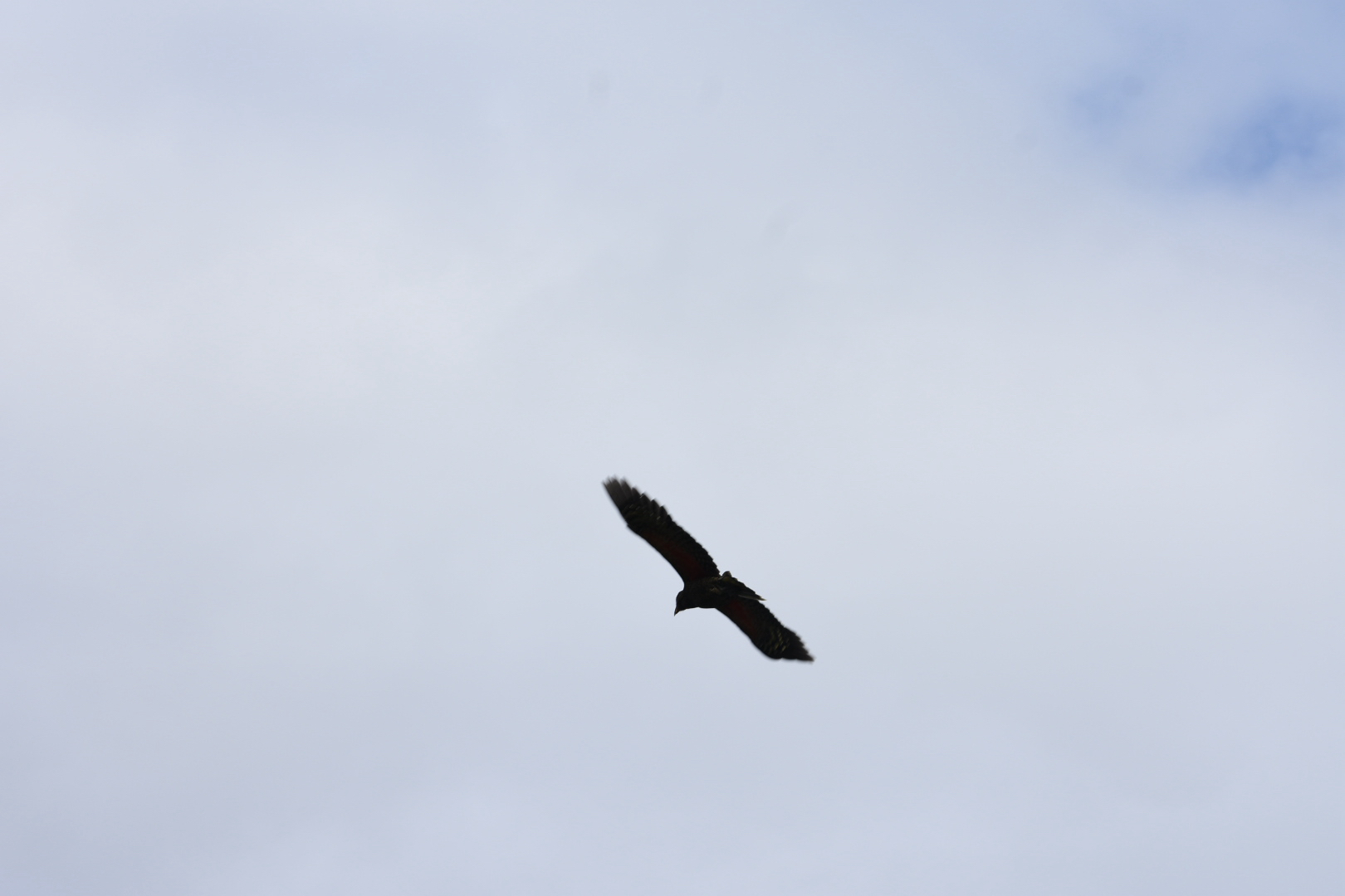 Kea (Nestor notabilis), photo 5