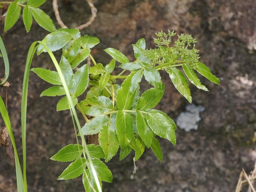 Koheriki (Scandia rosifolia)