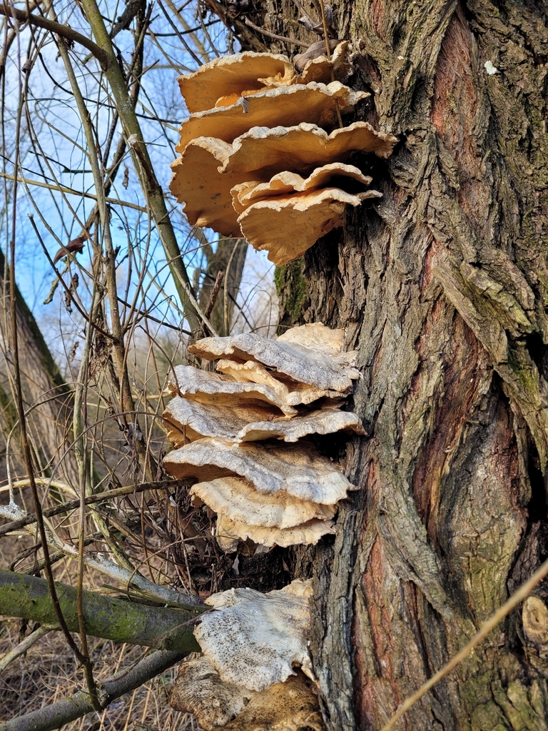 Laetiporus sulphureus · December 2025 · photo: © annett_gallwas (iNaturalist, cc-by)