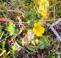 Euphrasia cockayneana