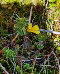 Euphrasia cockayneana