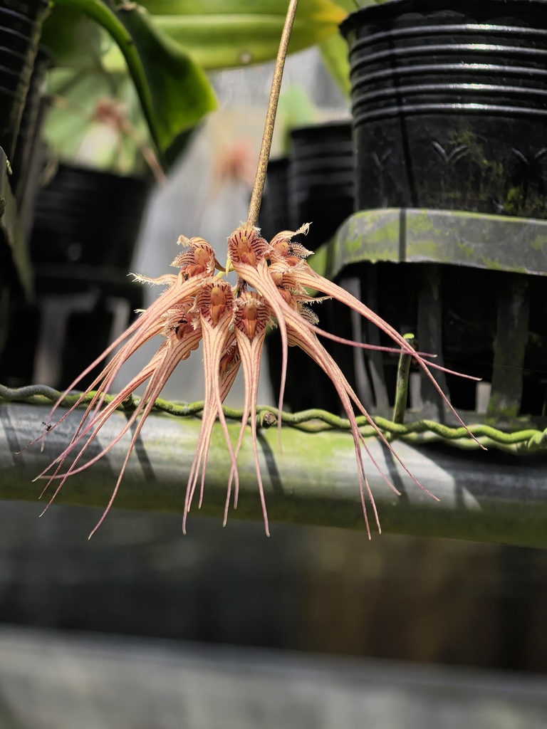 Bulbophyllum sanguineopunctatum Seidenf. & Smitinand 2