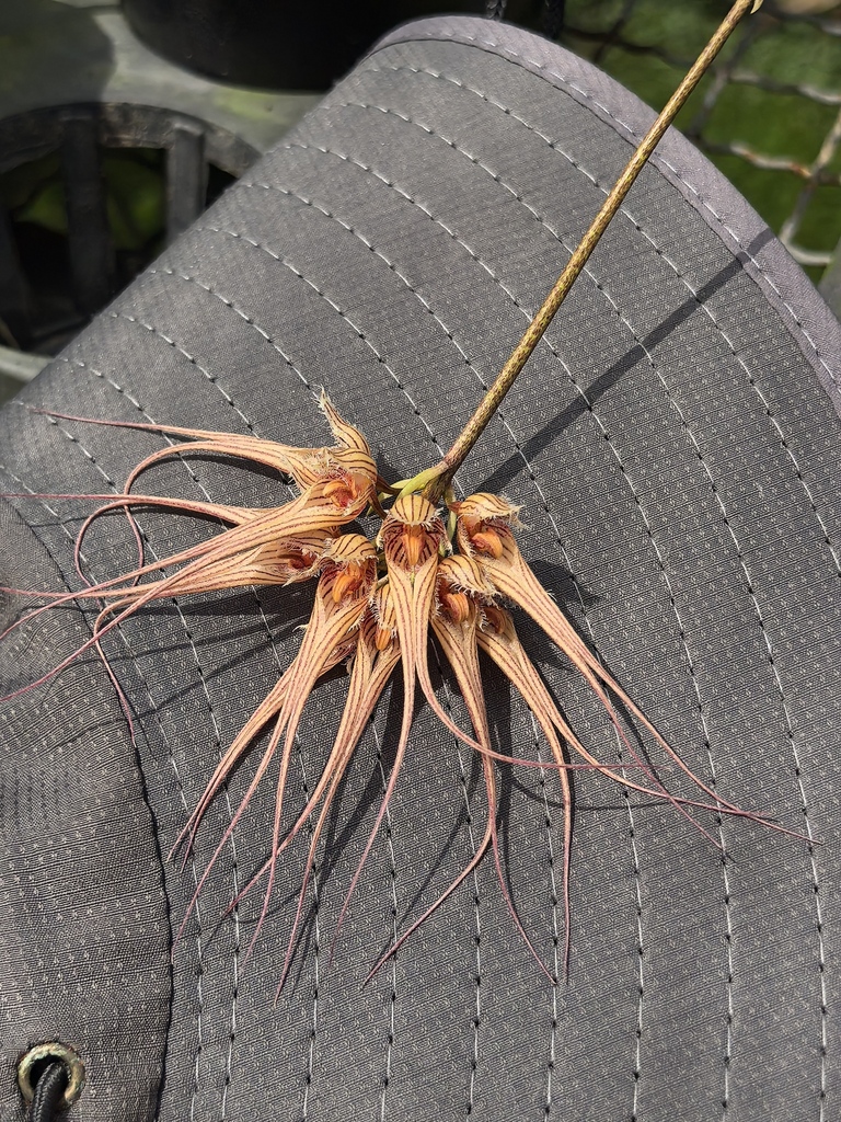 Bulbophyllum sanguineopunctatum Seidenf. & Smitinand 3