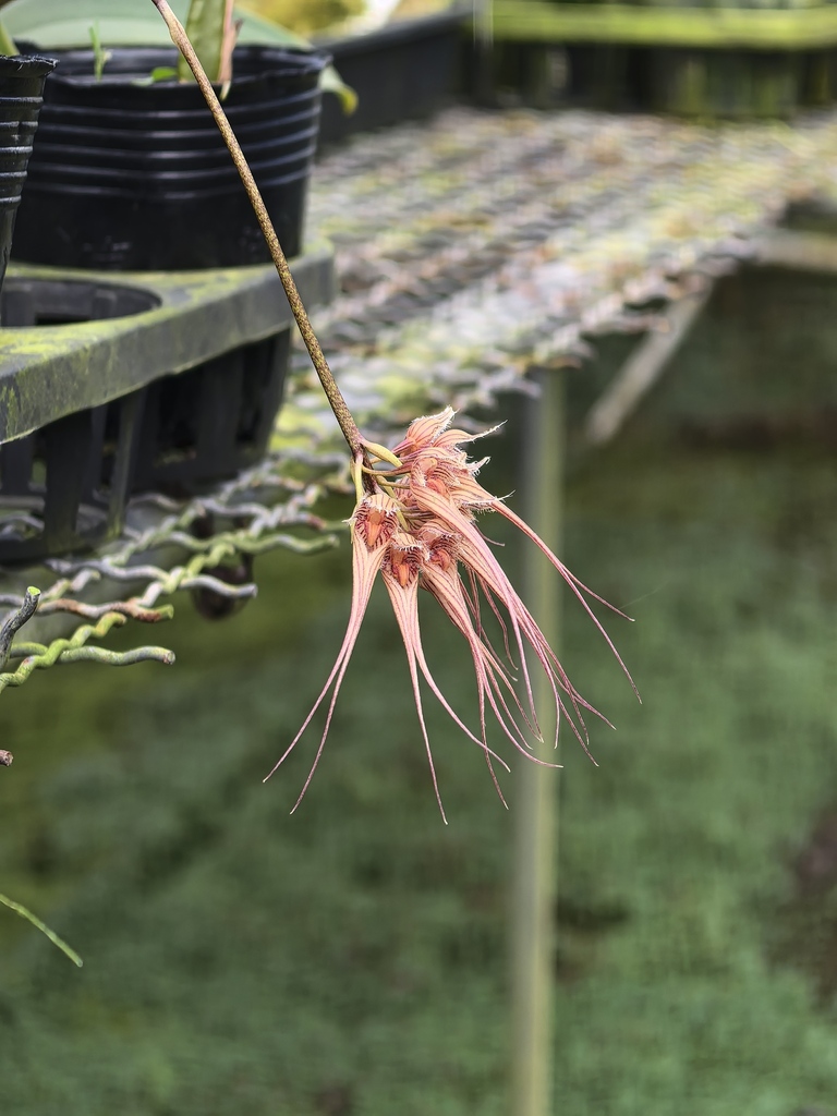 Bulbophyllum sanguineopunctatum Seidenf. & Smitinand 4