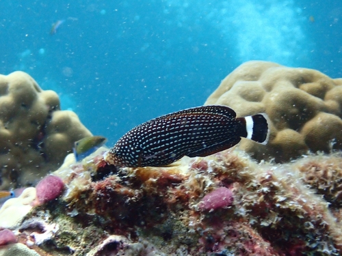 Anampses lineatus observed 2025-12-30