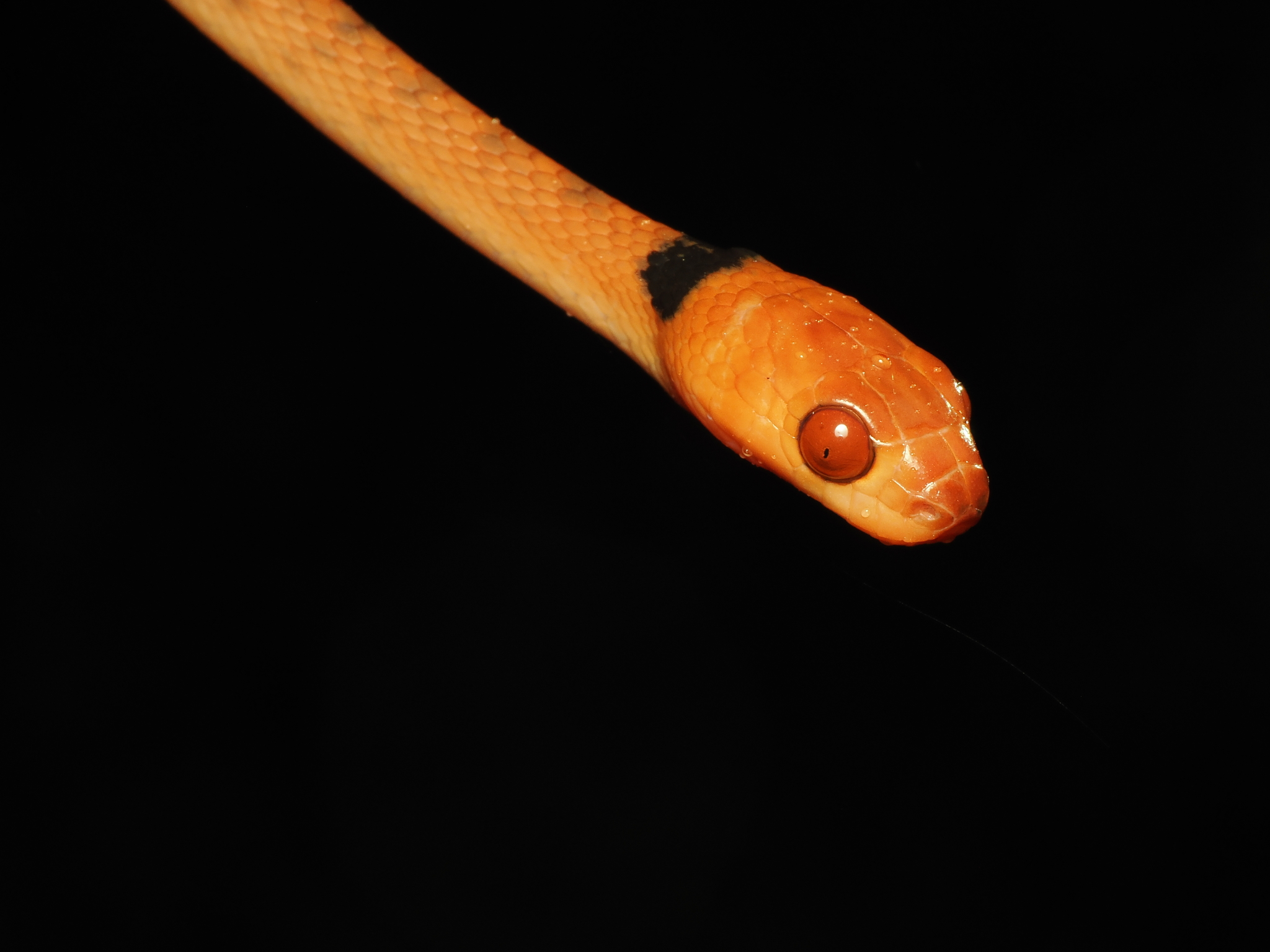 Iaraka Banded Tree Snake