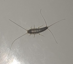 Ctenolepisma lineatum