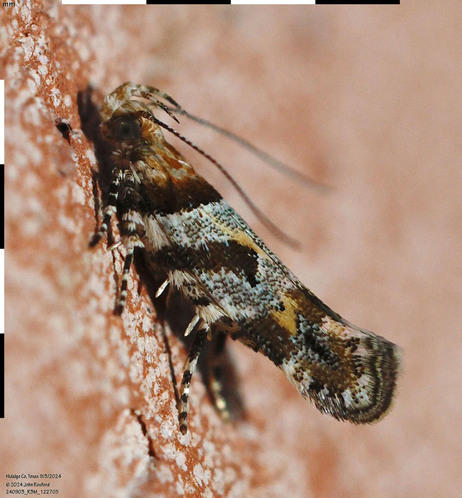 Aristotelia devexella