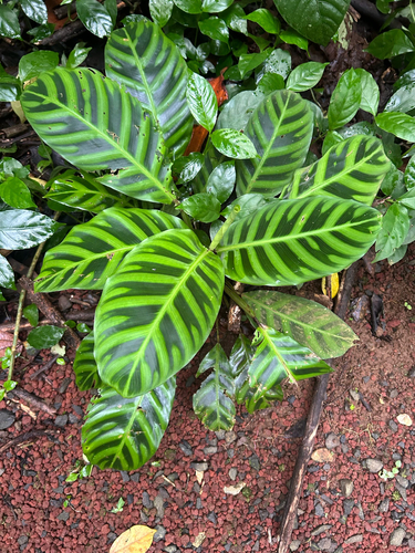 Foto de Maranta, Sassará