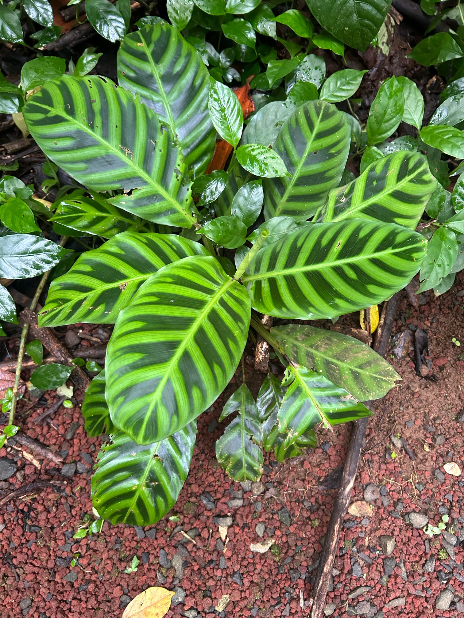 Imagem de Maranta, Sassará