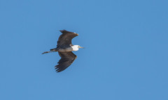 White-Necked Heron photo 2