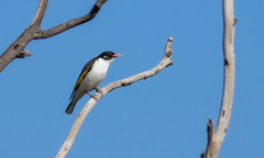 Grantiella picta