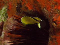 Chaetodon citrinellus