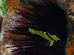 Chaetodon citrinellus