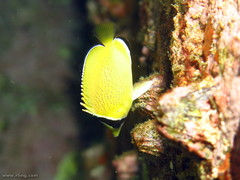 Chaetodon citrinellus