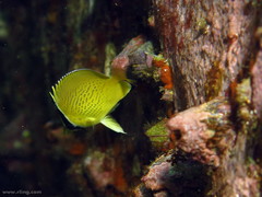 Chaetodon citrinellus