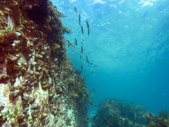 Trachinops taeniatus