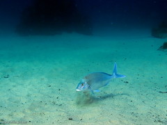 Nemadactylus douglasii