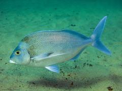 Nemadactylus douglasii