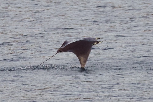 Munk's devil ray (Mobula munkiana) — Myliobatidae — 4