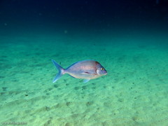 Nemadactylus douglasii