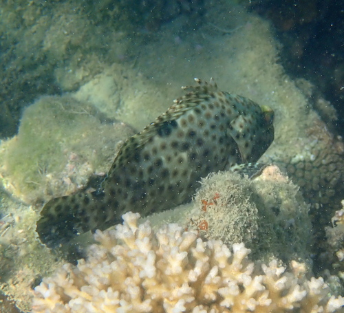 Blacksaddle grouper (Epinephelus howlandi) — Serranidae — 5