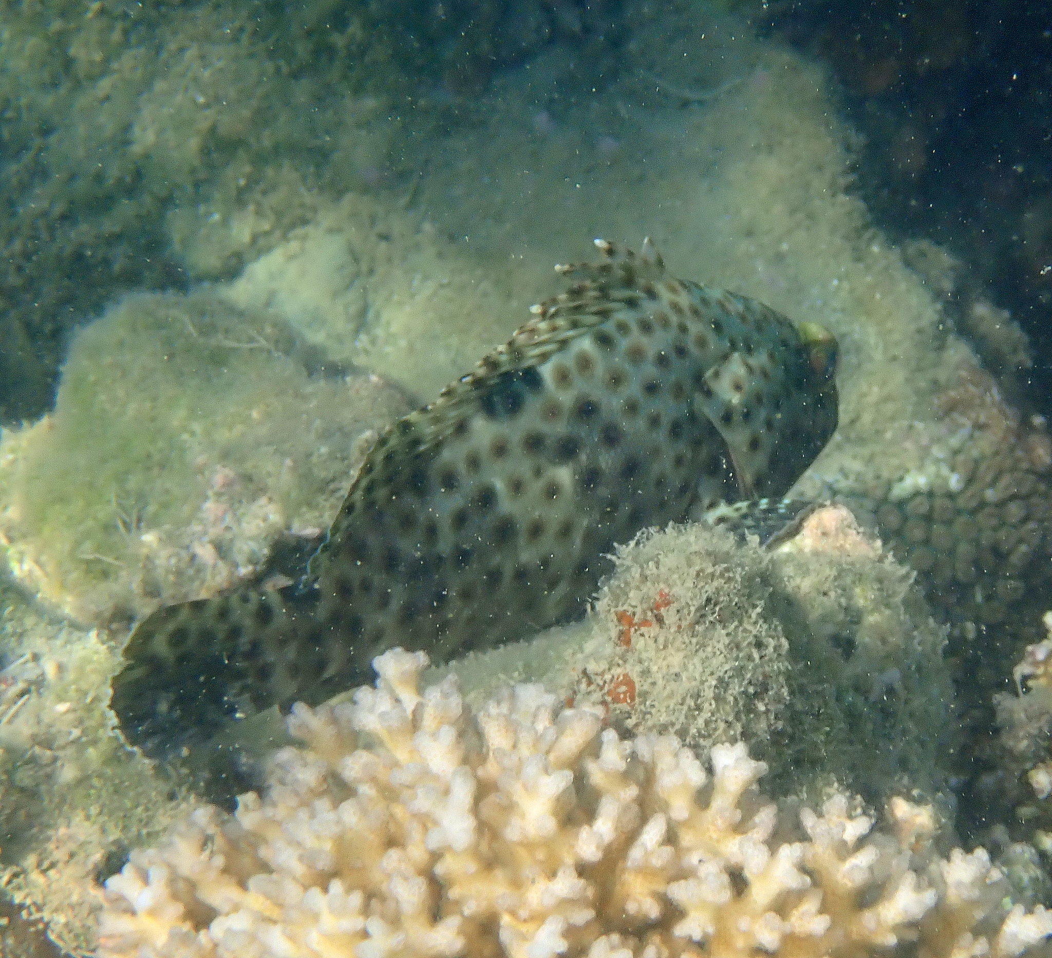 Blacksaddle Grouper photo 7