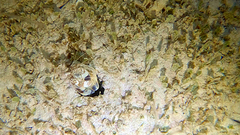 Lysiosquillina maculata