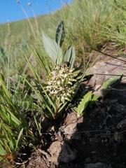 Xysmalobium involucratum